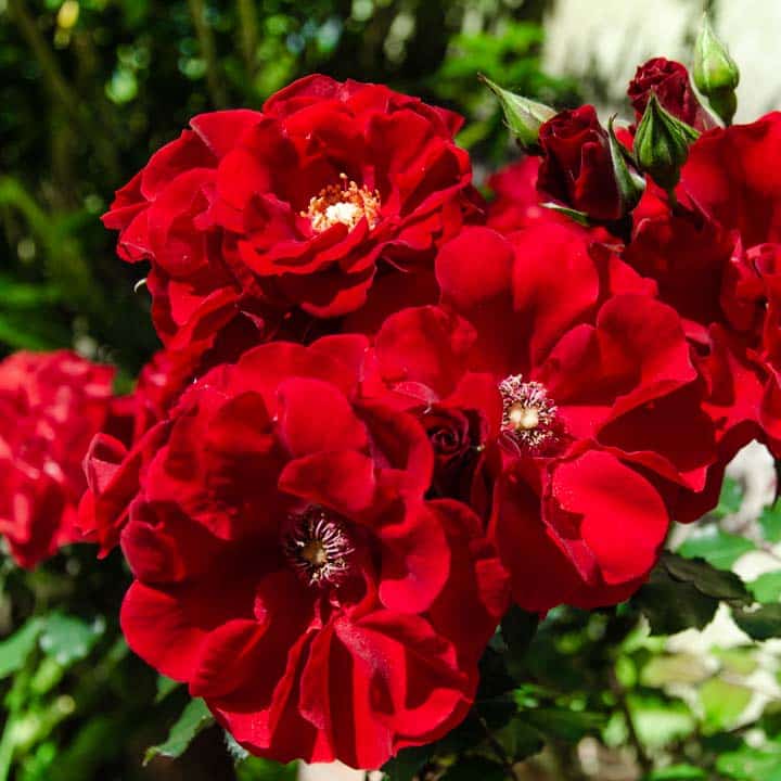 rosas rojas del rosal arbustivo Roter Korsar