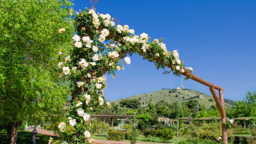 rosal trepador blanco decorando una escuadra de madera