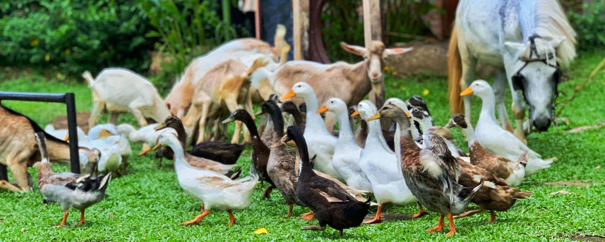 patos, caballos, ovejas, productores de abono organico