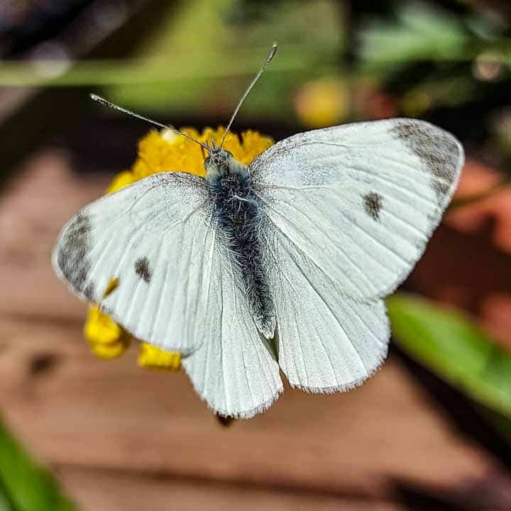 mariposa blanca y gris comiendo