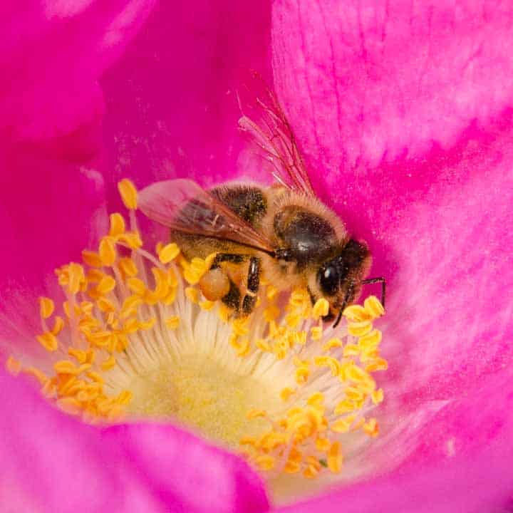 insectos beneficiosos. abeja comiendo de una rosa rugosa rubra