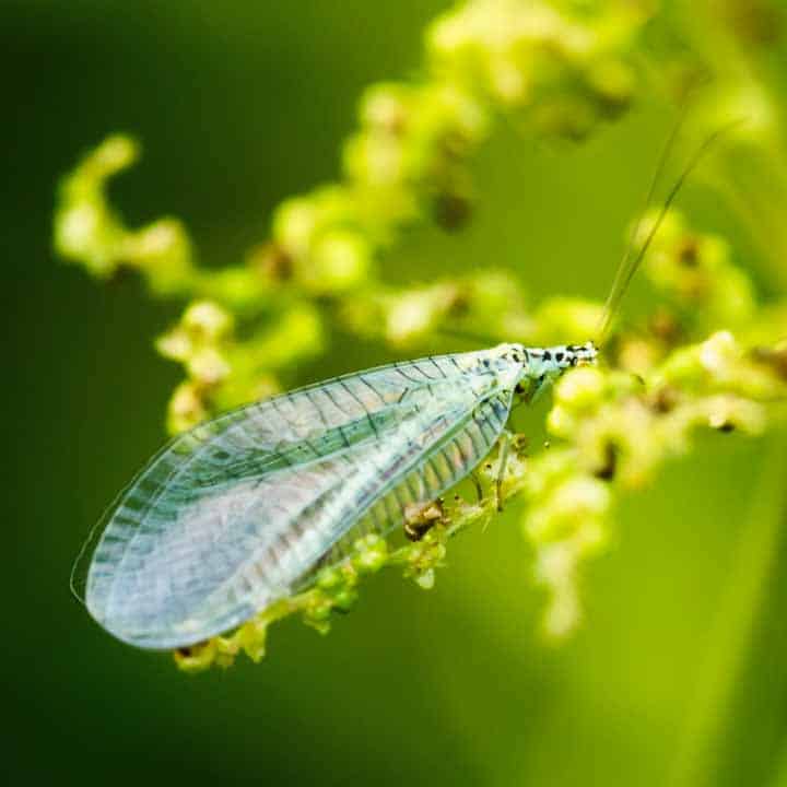 insectos beneficiosos. crisopa