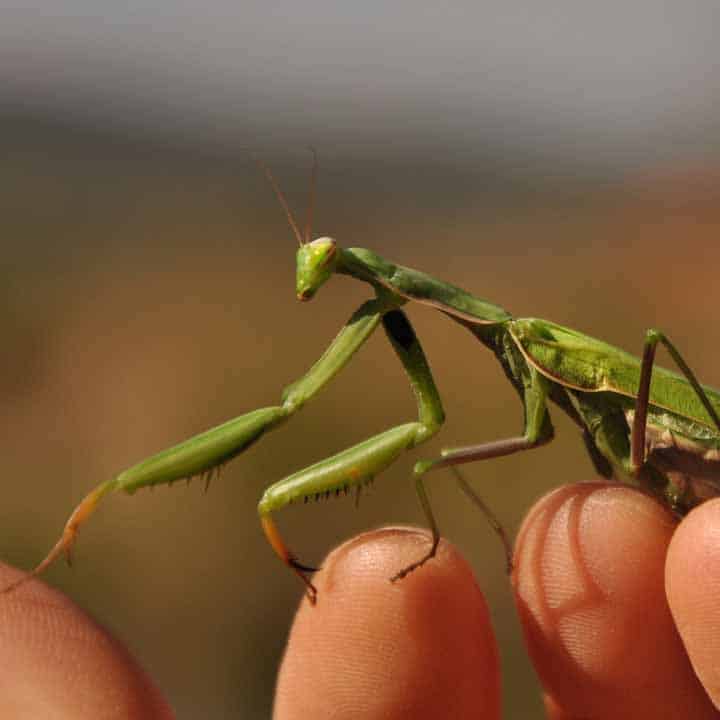 insectos beneficiosos. mantis religiosa