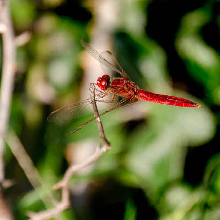 insectos beneficiosos. libélula rojo Ferrari