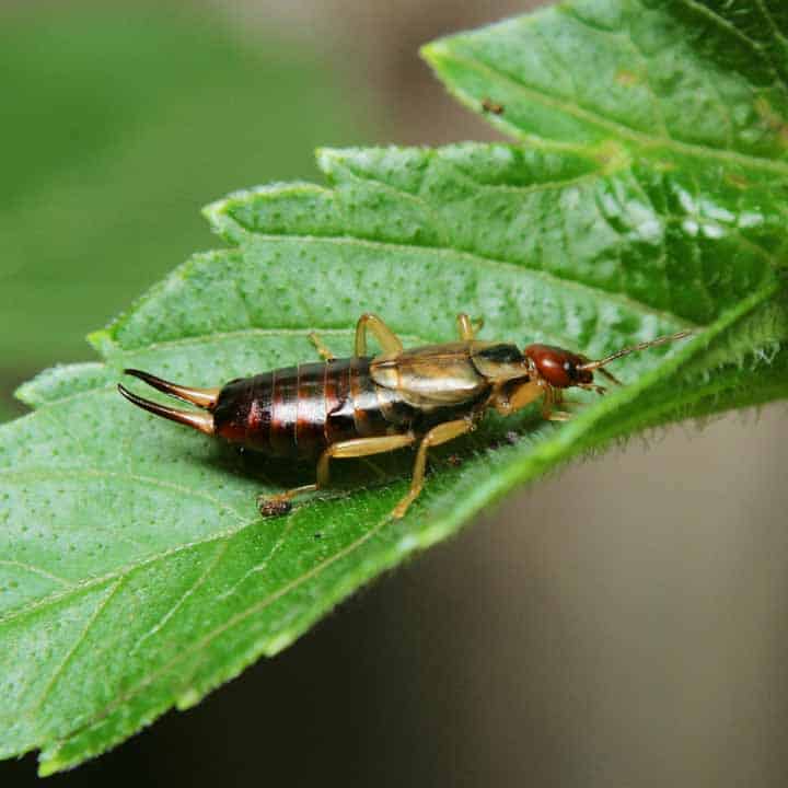 tijereta en el jardín