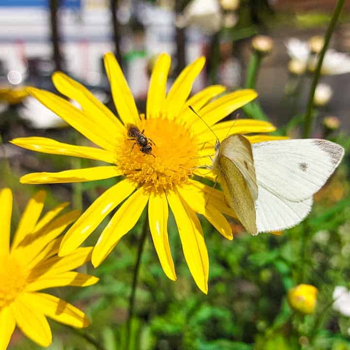 mariposa alimentandose de nectar y polen