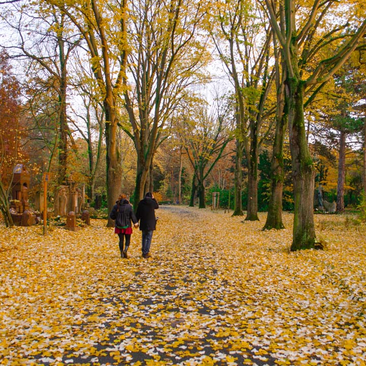 otoño en pareja ideal para plantar rosales