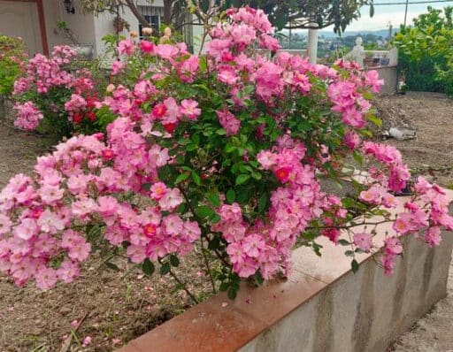 Rosal arbustivo. Jardín con rosas rosas arbustivas de la variedad rosal yesterday