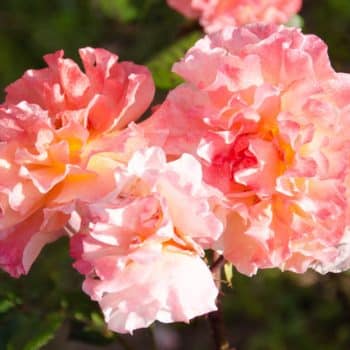 Rosa augusta luise, ramo de tres rosas bicolor en el rosal