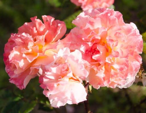 Rosa augusta luise, ramo de tres rosas bicolor en el rosal