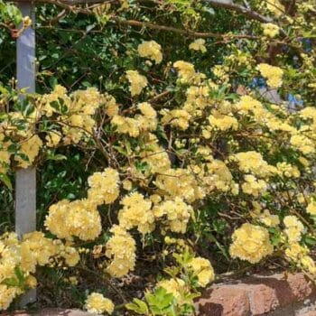 Rosal banksiae lutea.Rosal trepador de flor pequena banksiae lutea. rosal trepador sin espinas