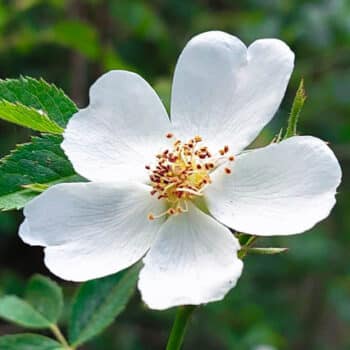 rosa blanca silvestre, rosa canina, zarzarrosa, escaramujo