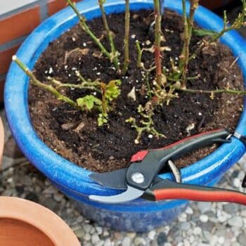 poda del rosal miniatura en maceta azul