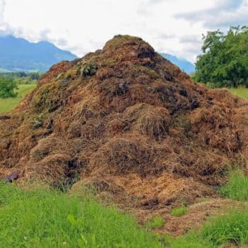 abono ecológico y natural para rosales