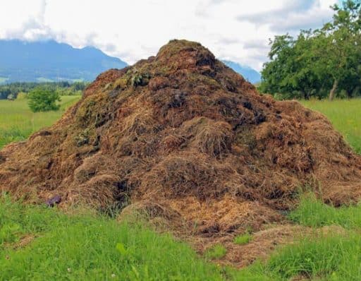 abono ecológico y natural para rosales