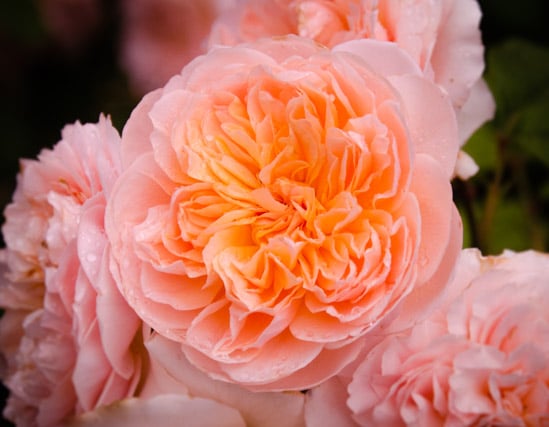 rosa naranja, rosal arbustivo de rosas grandes