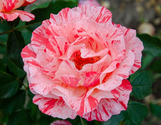 Rosa Evemelif