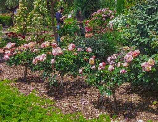 rosales híbridos de té en el parque de Sant Feliu de Llobregat