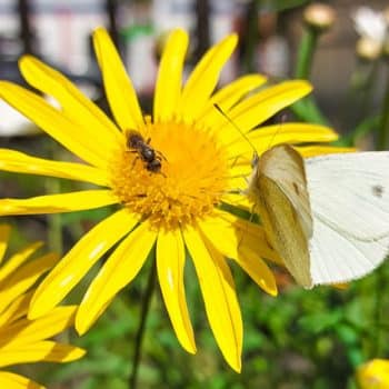 mariposa e insecto polinizador alimentándose