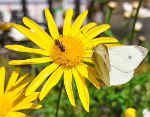 mariposa e insecto polinizador alimentándose