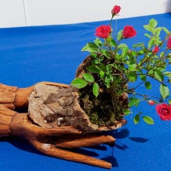 rosal miniatura en exposición de art bonsái