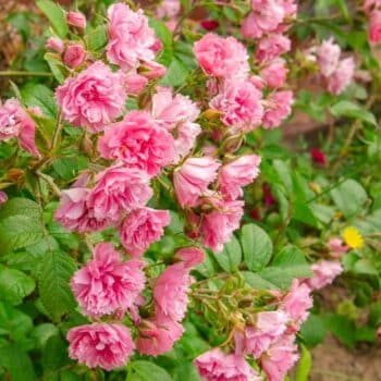 variedad antigua de rosal, pink grootendorst rosa, resistente