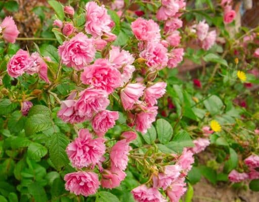 variedad antigua de rosal, pink grootendorst rosa, resistente