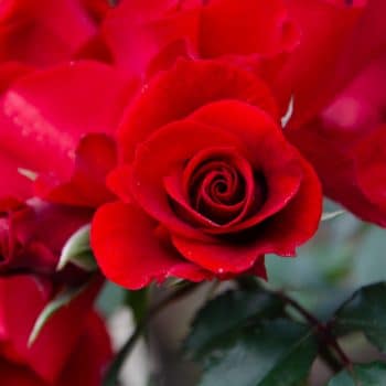 rosal arbustivo de tallos sarmentosos de flor roja, rosa Roter Korsar