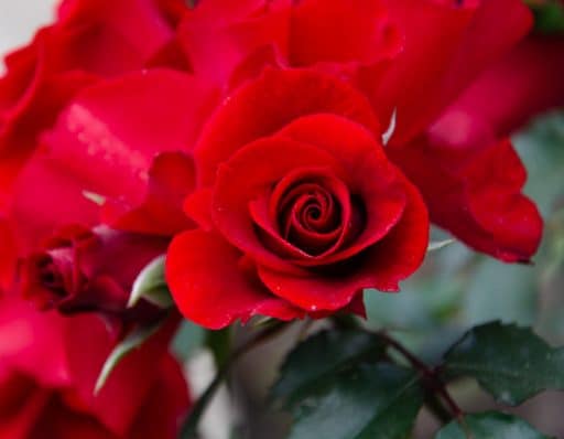 rosal arbustivo de tallos sarmentosos de flor roja, rosa Roter Korsar