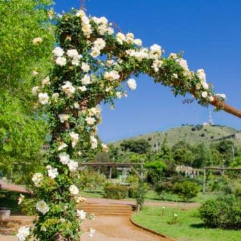 rosal trepador blanco decorando una pergola de madera en la rosaleda del parque Cervantes de Barcelona