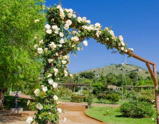 rosal trepador blanco decorando una pergola de madera en la rosaleda del parque Cervantes de Barcelona