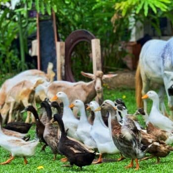 gansos, ponis ovejas y cabras, el abono natural