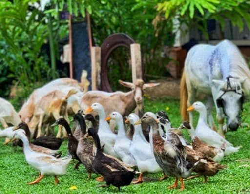 gansos, ponis ovejas y cabras, el abono natural