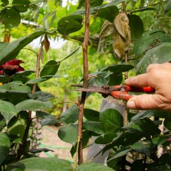 poda de forma correcta un rosal