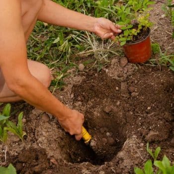 cabar para plantar un rosal miniatura