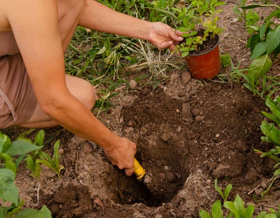 como plantar un rosal