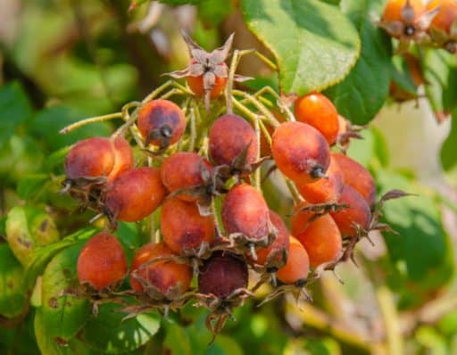 escaramujos de un rosal de parque Cervantes de Barcelona