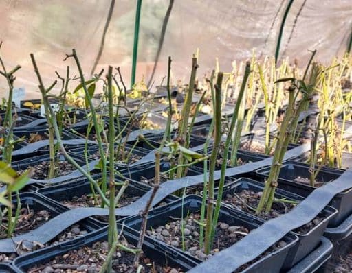 esquejes de rosales en una zona de cultivo de cosas de rosas