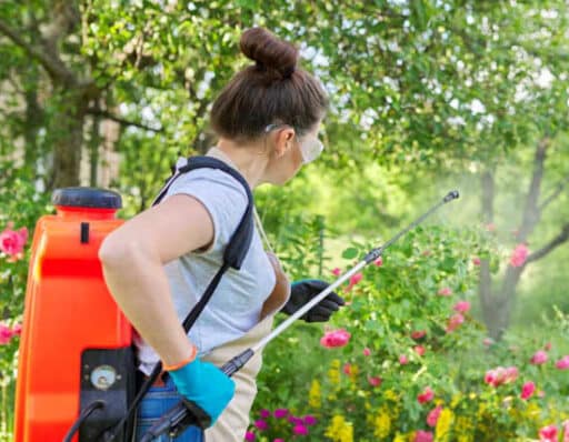 mujer acabando con una plaga en el rosal con insecticida