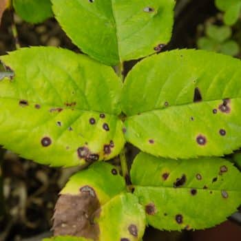 Mancha negra del rosal: Enfermedad del rosal en que las hojas adquieren manchas o puntos negros debido al hongo Diplocarpon rosae o por el hongo Marssonina.