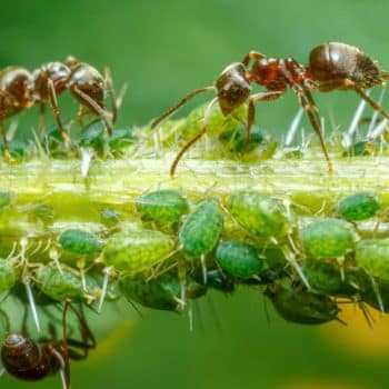 pulgón verde del rosal y hormigas defendiendo su rebaño