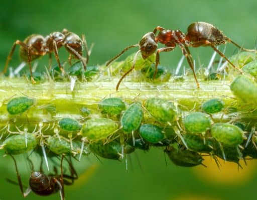pulgón verde del rosal y hormigas defendiendo su rebaño