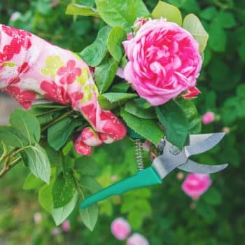 tijera de mano para cortar rosas