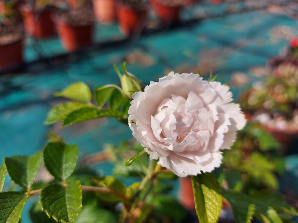 rosal white grootendorst, rosa rugosa, rosal antiguo, rosa blanca